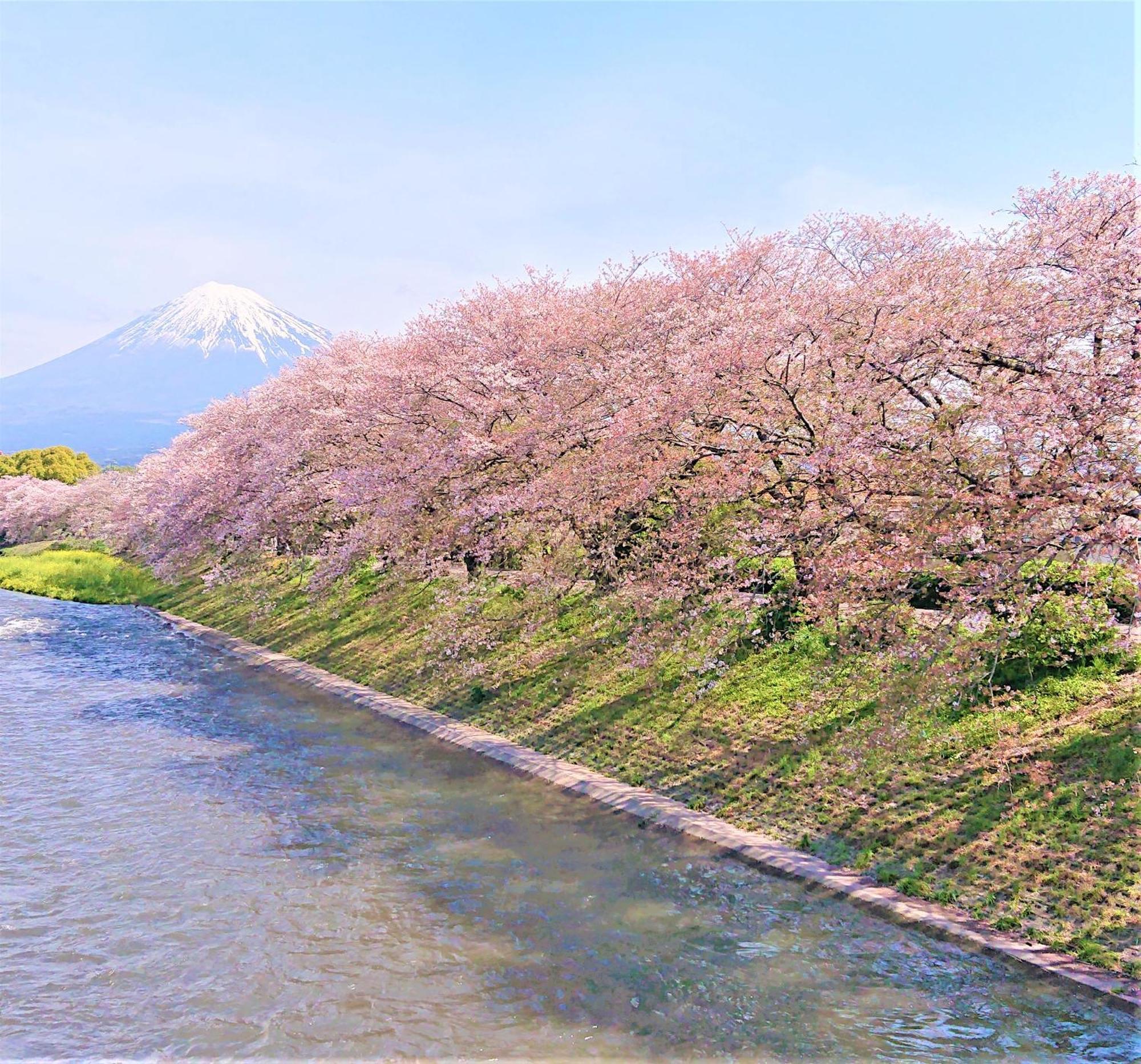 Hotel Associa Shizuoka Zewnętrze zdjęcie The river in spring